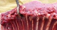 廠家大量供應優質保鮮野豬肉，滿足市場高品質需求