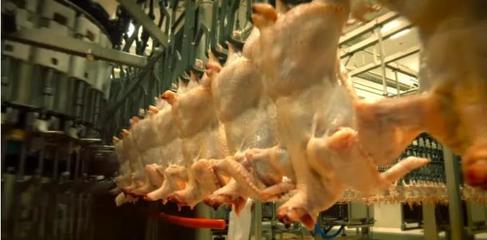 中國暫停美國第二家禽肉加工廠進口 行業疫情危機與影響分析